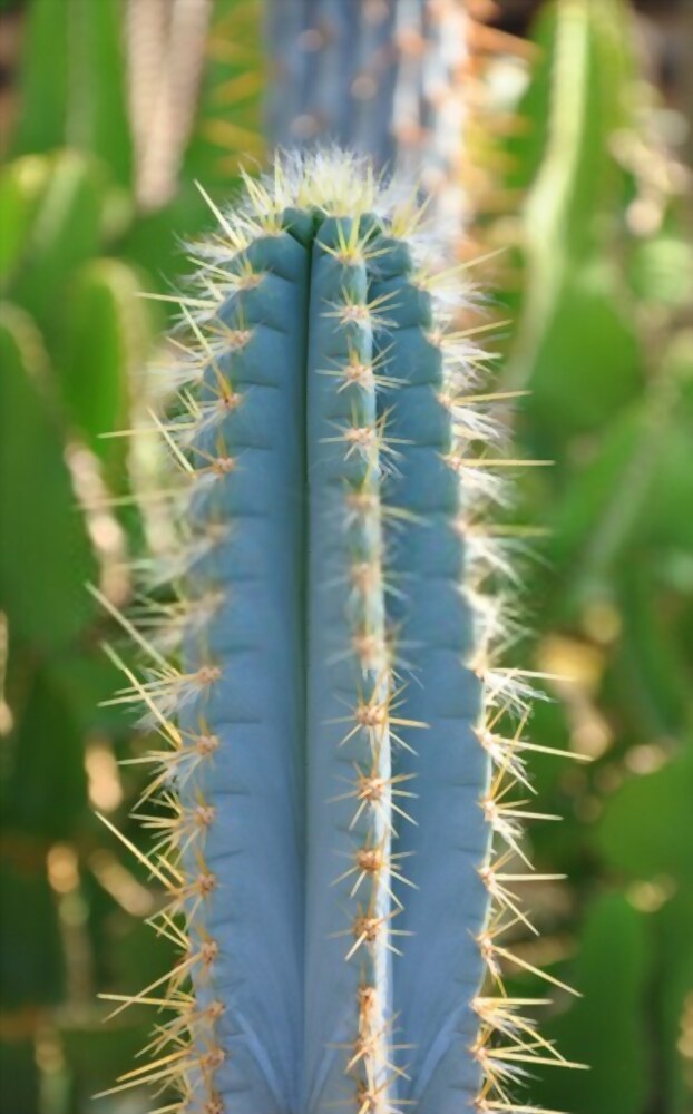 کاکتوس پیلوسو آبی