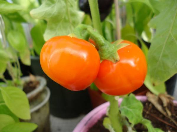 طرز کاشت گوجه فرنگی 