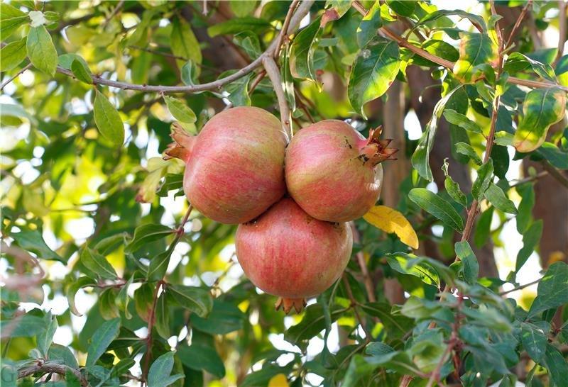 علت ترک خوردن و باز شدن میوه انار | مجله ظرافت
