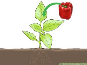 انتخاب گیاه برای کیسه رشد