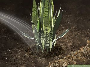 سیراب کردن گیاه پس از کاشت