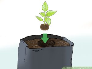 قرار دادن گیاه در کیسه رشد