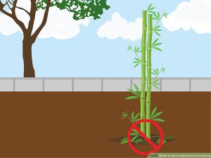 جلوگیری از پوسیدگی ریشه بامبو