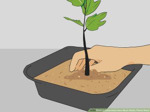 چک کردن ریشه گیاه