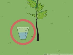 میزان آب مورد نیاز درخت