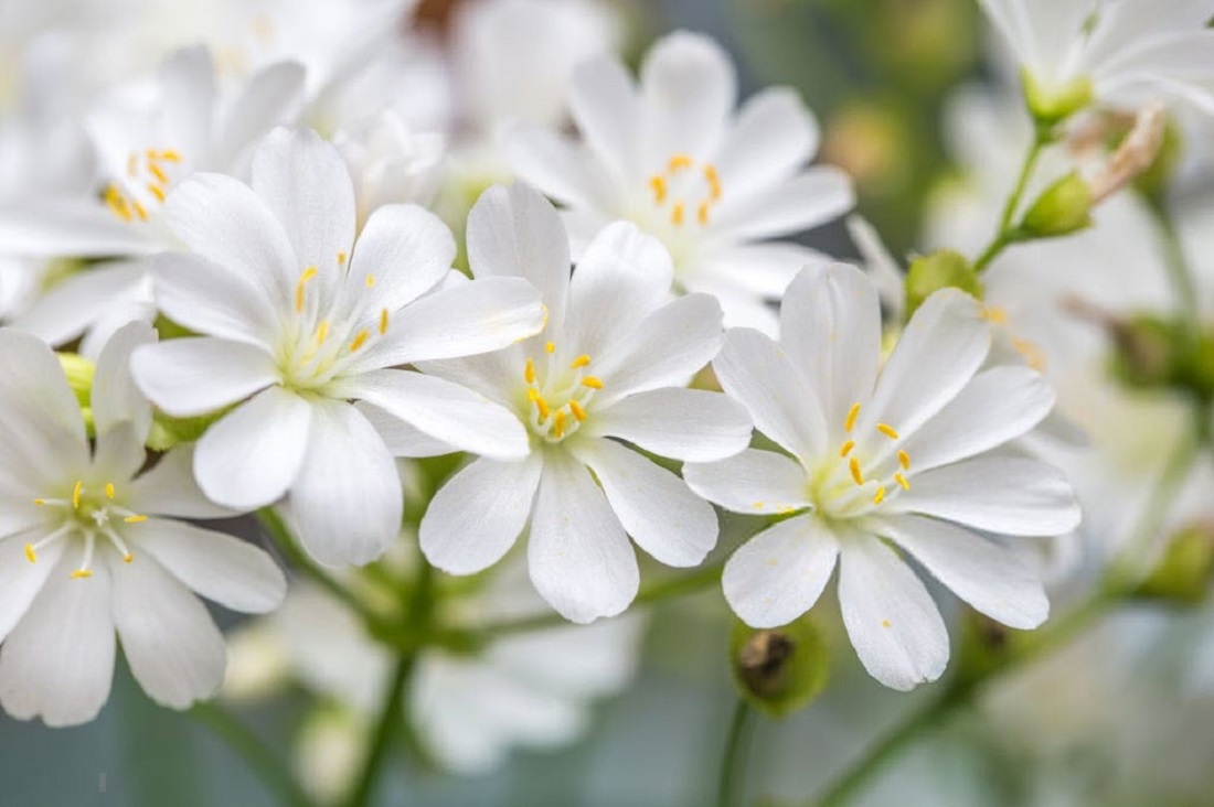 گل ناز آفتابی سفید