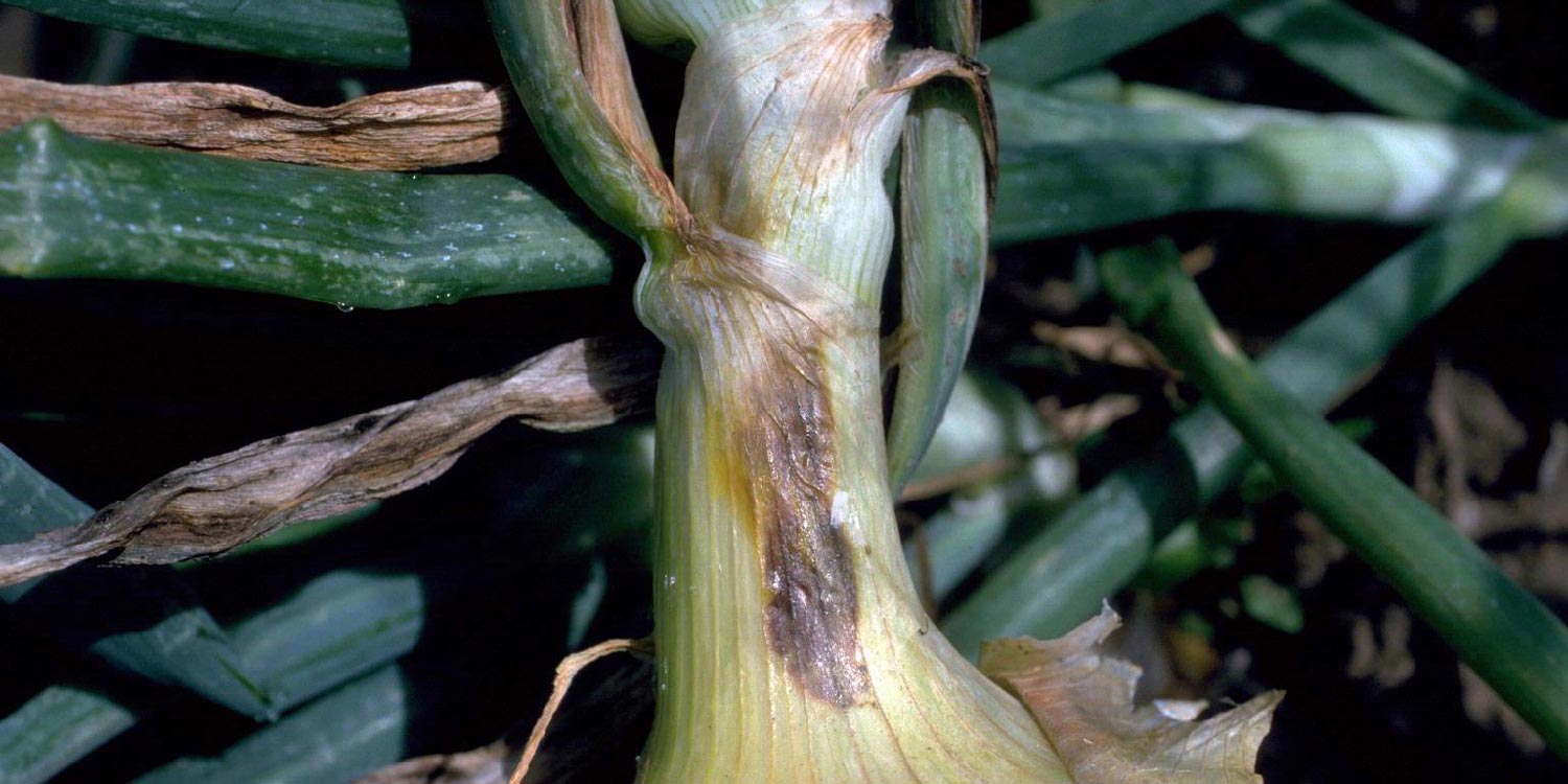 بیماری آنتراکنوز پیاز یا لکه سیاه (Onion anthracnose) یا (Onion smudge