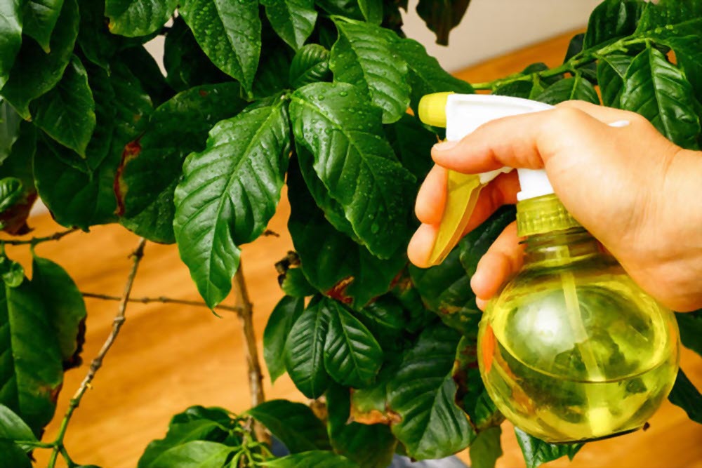 مبارزه با قارچ های گیاهان آپارتمانی با استفاده از اسپری جوش شیرین | مجله  ظرافت