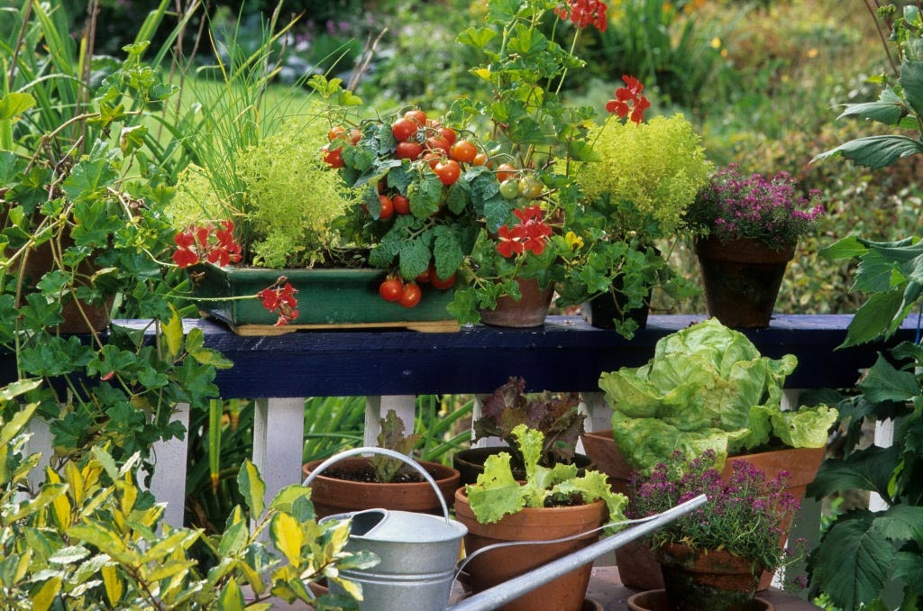 ده خطای متداول باغبانی گلدانی | مجله ظرافت