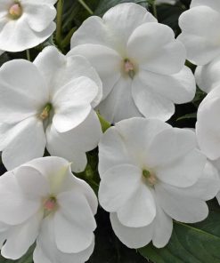 بذر گل ناز آفتابی سفید