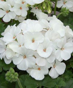 بذر گل شمعدانی سفید