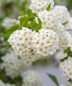 بذر گل شاه پسند سفید