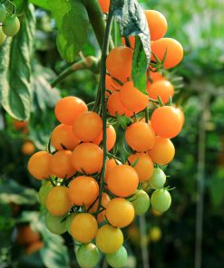 بذر گوجه چری نارنجی
