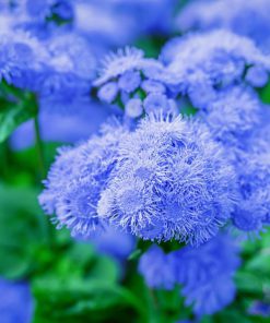 بذر گل ابری پاکوتاه آبی