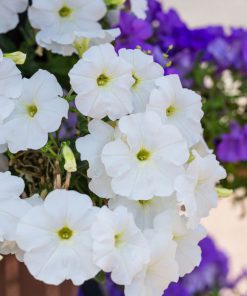 بذر گل اطلسی ایرانی گل درشت سفید