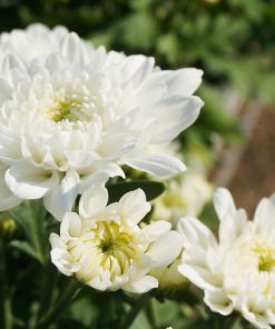بذر گل آهار پا متوسط گل متوسط سفید
