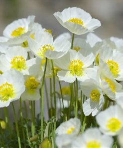 بذر گل شقایق کالیفرنیایی سفید