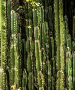 بذر کاکتوس پیلوسو سبز