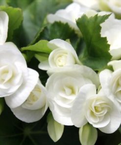بذر گل عروس سفید