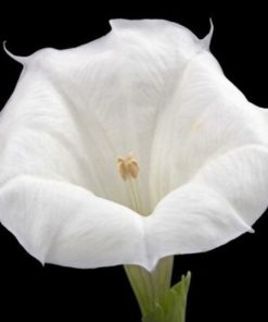 بذر گل داتوره سفید