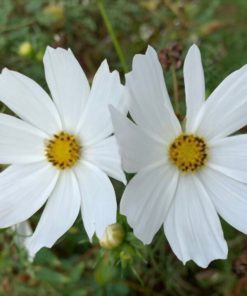 بذر گل ستاره ای پابلند سفید