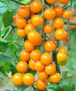 بذر گوجه کبابی نارنجی درختی