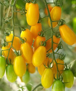 بذر گوجه تخم مرغی طلایی درختی