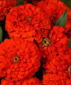 بذر گل آهار پا متوسط پرپر گل متوسط تک رنگ قرمز (فروش عمده)