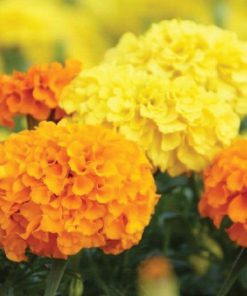 بذر گل جعفری پا متوسط پرپر گل درشت مخلوط زرد و نارنجی (فروش عمده)