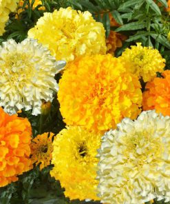 بذر گل جعفری پا متوسط نیمه پرپر گل متوسط مخلوط زرد، سفید و نارنجی (فروش عمده)