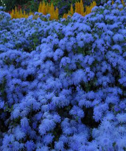 بذر گل ابری پاکوتاه آبی رنگ (گلدانی، فروش عمده)