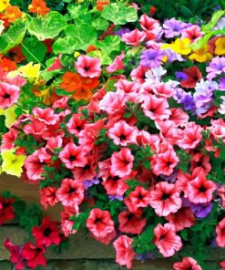 بذر گل اطلسی پاکوتاه گل درشت 10 رنگ مجزا (فروش عمده)