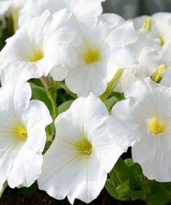 بذر گل اطلسی ایرانی گل درشت پرگل تک رنگ سفید (فروش عمده)