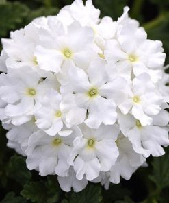 بذر گل شاه پسند یک ساله بسیار پرگل خوشبو تک رنگ سفید (گلدانی، فروش عمده)