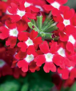 بذر گل شاه پسند یک ساله بسیار پرگل خوشبو تک رنگ قرمز خال سفید (گلدانی، فروش عمده)
