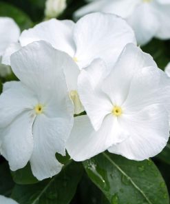 بذر گل پریوش پامتوسط پرگل تک رنگ سفید (فروش عمده)