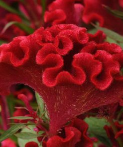 بذر گل تاج خروس چتری پاکوتاه تک رنگ قرمز گلدانی (فروش عمده)
