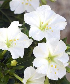 بذر گل لاله عباسی پامتوسط پرگل تک رنگ سفید (فروش عمده)