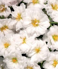 بذر گل ناز آفتابی پرپر تک رنگ سفید (گلدانی، فروش عمده)