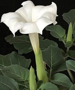 بذر گل داتوره پابلند سفید گل درشت (فروش عمده)