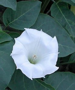 بذر گل داتوره پابلند سفید گل متوسط (فروش عمده)