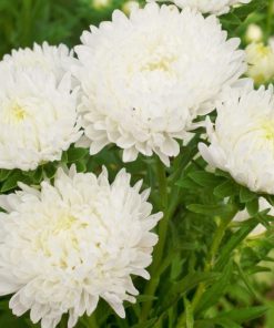 بذر گل مینا پابلند پرپر تک رنگ سفید (شاخه بریده، فروش عمده)