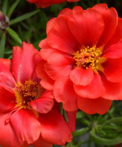 بذر گل ناز آفتابی پرپر تک رنگ قرمز (گلدانی، فروش عمده)